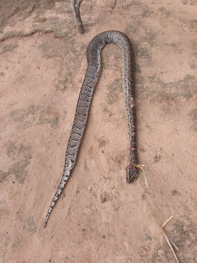 Kindia/Sous-préfecture de Bangouya : Des gros serpents  provoquent des scènes de panique dans deux villages