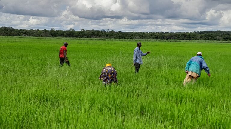 Kankan/Agriculture : De nombreux cultivateurs ont abandonné leurs champs  suite à l’augmentation du prix des intrants agricoles (dossier d’enquête)