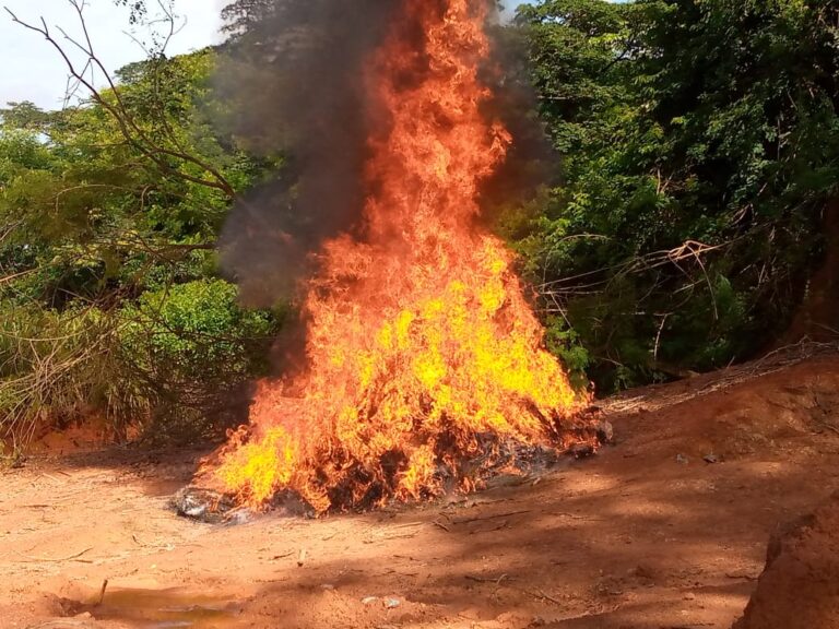 Mamou/Sécurité : 1200 kg  de chanvre indien incinérés en guise de soutien à l’an 1 du CNRD (Procureur)