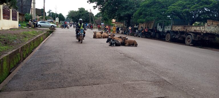 Labé/Vol de bétail : Une dizaine de beaufs volés retrouvés par des chasseurs à Dara-labé