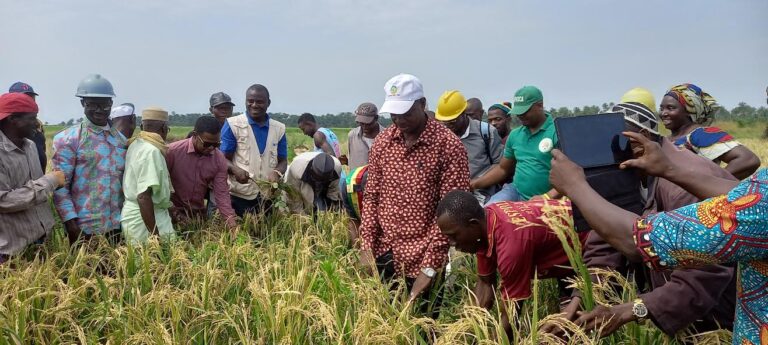 Boké-Agriculture : Le PAM et l’ONG CAM lancent la campagne de récolte de 7,5ha de riz à Falaba (Bintimodia)