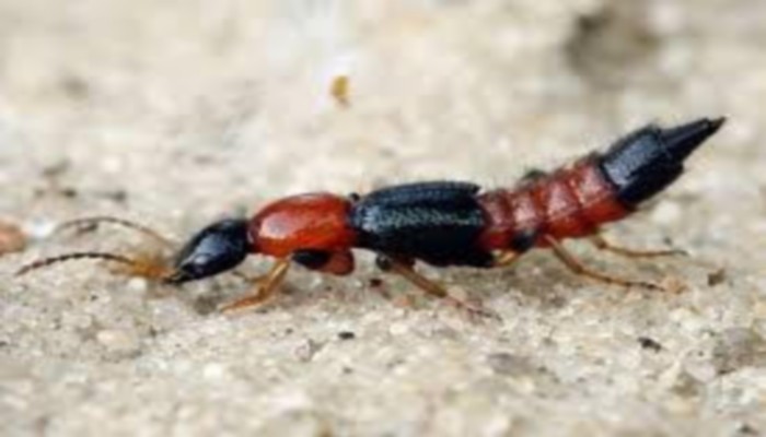 Guinée / insecte Paederus : le Dr Mamadi onivogui nous en dit plus