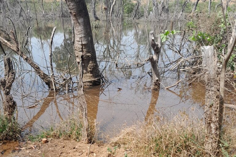 Lélouma : Les vestiges de vergers envahis par la retenue d’eau de Lélou