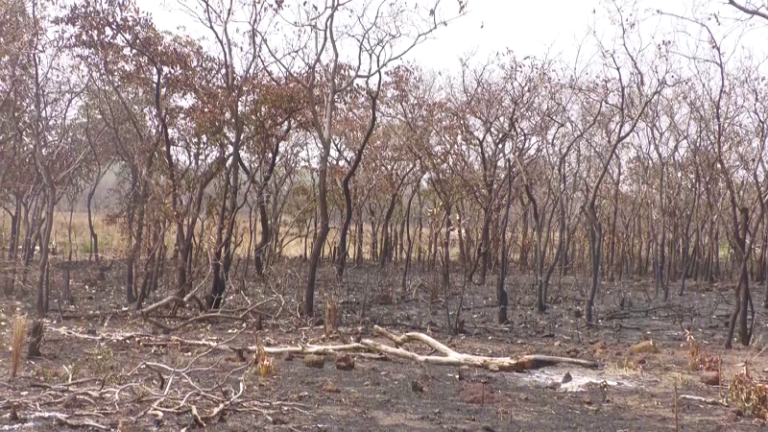 Kankan : Près de 10 hectares d’une plantation d’anacardiers et d’orangers ravagés par le feu