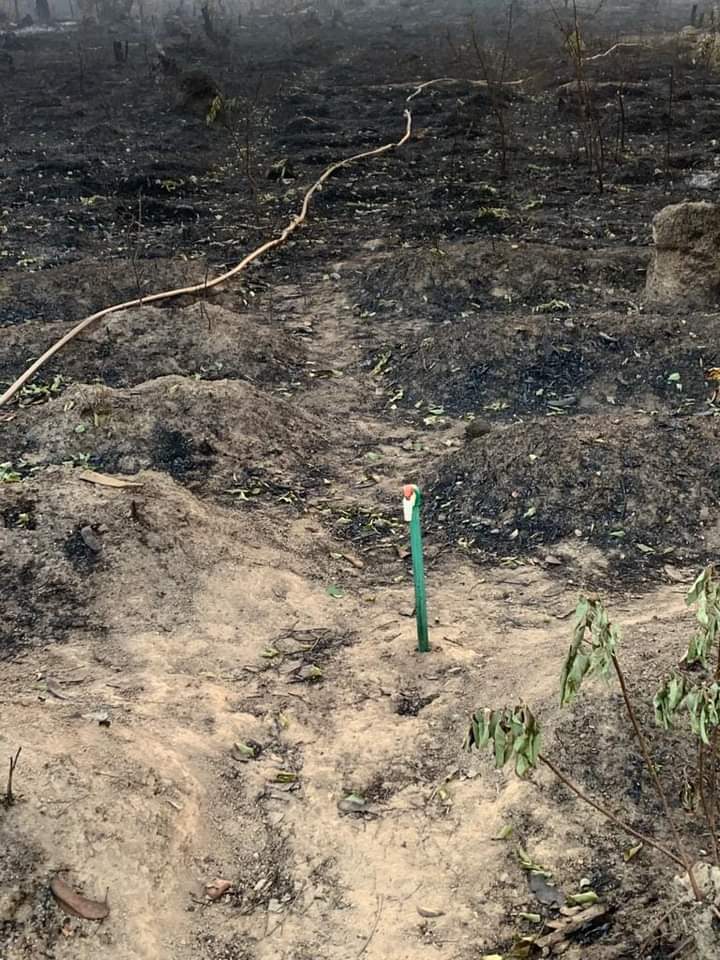 Dalaba/Mafara: Une plantation de 15 hectares détruite  par un feu d’origine inconnue à Tamikouré