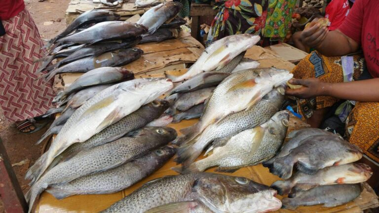 Conakry : Le prix du poisson revu à la  hausse sur les marchés de  Conakry