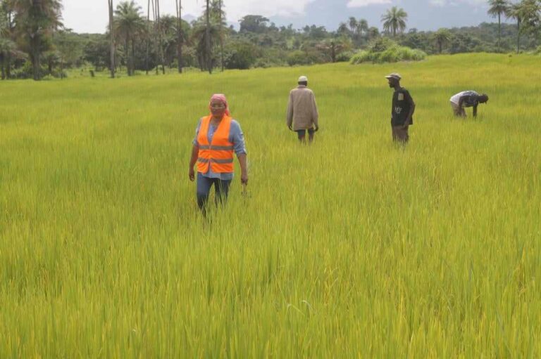 Forécariah/Riziculture : Plus de 12 hectares réalisés cette année par l’ONG ‘’Albaraka’’ à Sikhourou