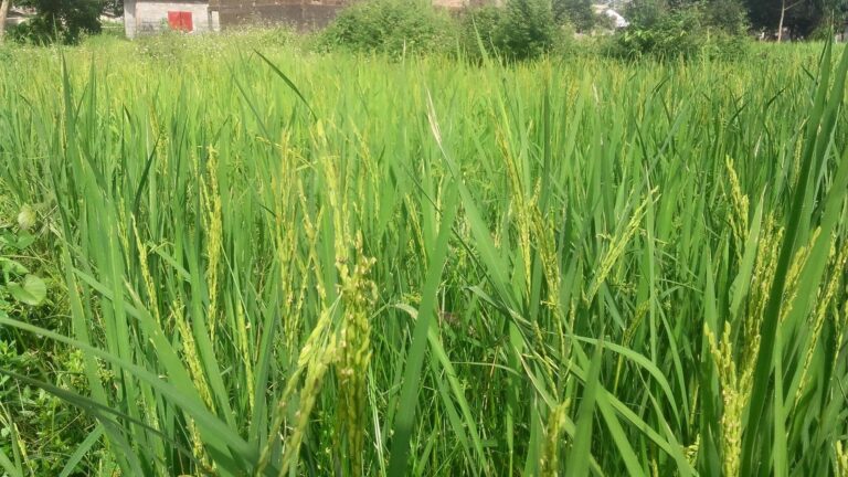 Agriculture : L’autosuffisance alimentaire, au cœur des préoccupations du CNRD le budget est passé de 600 milliards GNF en 2021 à 1.900 milliards GNF en 2023