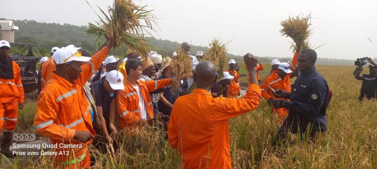 Boké-Agriculture: 2e édition de la récolte du riz dans les champs du corridor agricole  ferroviaire Dapilon-Santou