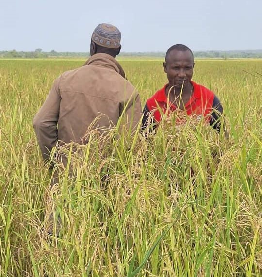 Mandiana/Agriculture : Début de la moisson  du riz