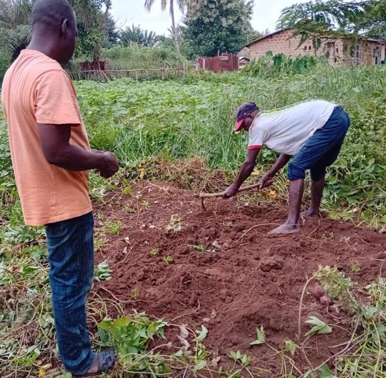 Kindia-Bangouya : la culture de la patate, une activité génératrice de revenu pour la communauté