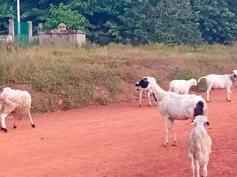 Kindia/Divagation des animaux: Le maire de Bangouya invite au respect du code pastoral