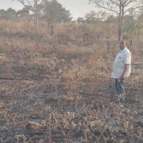 Kindia/Bangouya: Un feu de brousse détruit près d’un hectare de cultures