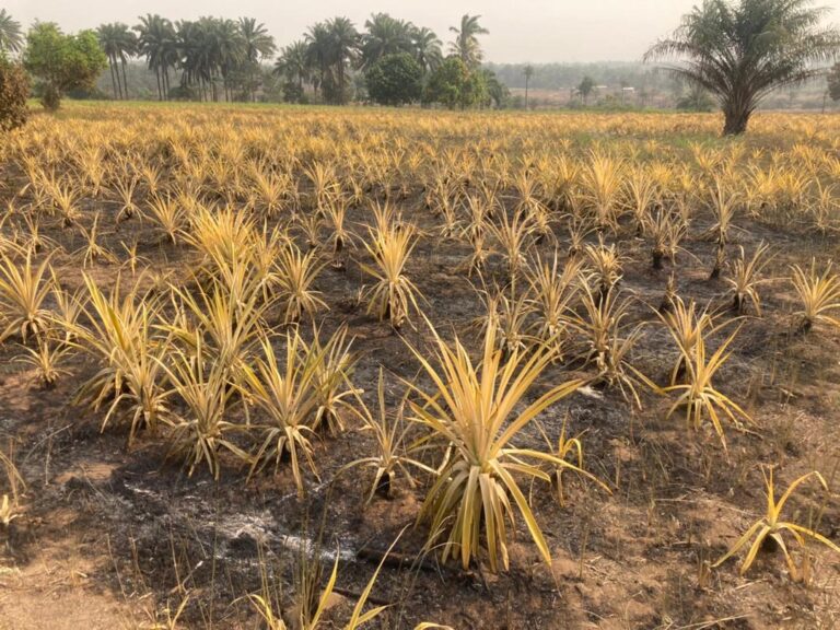 Kindia : Un champ d’ananas de  plus de 7 hectares ravagé par un incendie