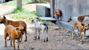 Labé : La présence massive des chiens errants autour du principal marché de la ville inquiète les citoyens