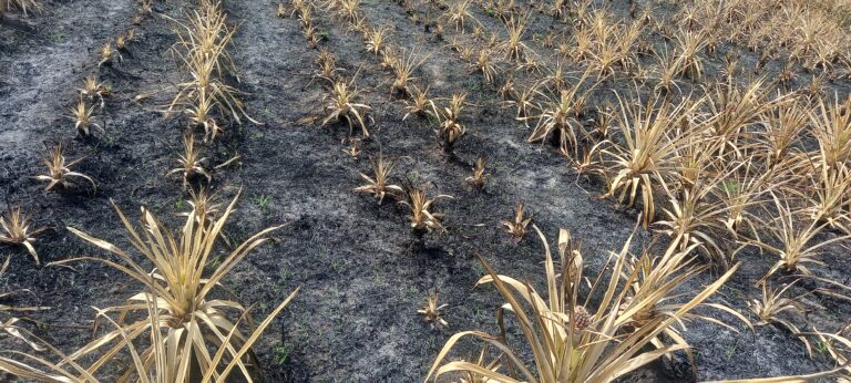 Kindia : Un champ d’ananas de 60.000 pieds dévasté par un incendie dans le secteur Lamikhouré (Molota)