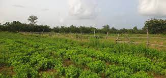 Koundara : Les potentialités agricoles au cœur de la foire agro business de Badiar
