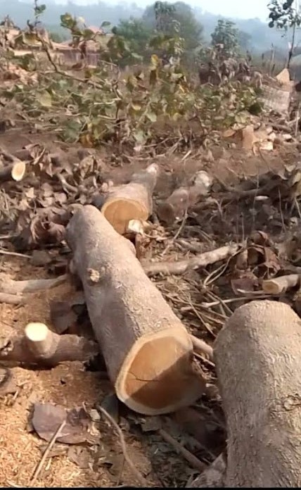 Gaoual/Environnement : La forêt communautaire de Dounki Bamba dévastée par un exploitant local