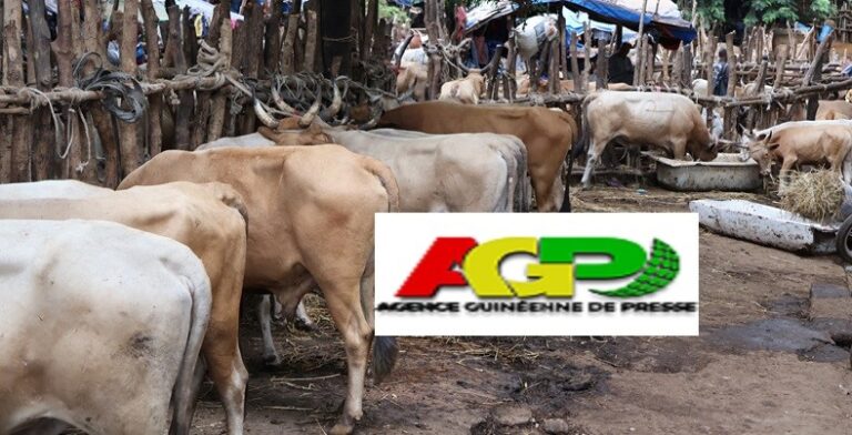 Ratoma/Abattoir de Kakimbo : L’hygiène des lieux préoccupe bouchers et marchands de bétails