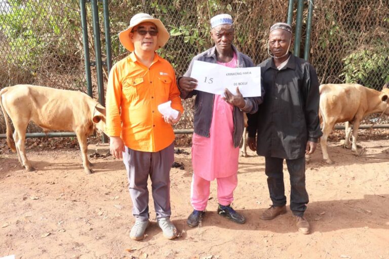 Boké/Fête de Ramadan: Le Consortium SMB-WINING offre  209 bœufs aux populations de 240 villages de Boké et Télimélé
