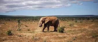 Zambie : une Américaine de 80 ans tuée dans une attaque d’éléphant