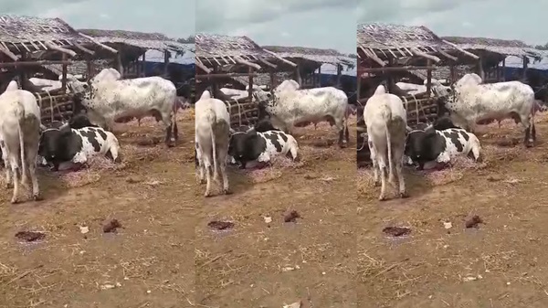 Conakry/Abattoir de Matoto : Les marchands de bétail préoccupés par les risques d’inondation à l’approche des grandes pluies