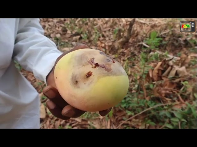 KANKAN / BOUSSOURAN : LES PLANTEURS DE MANGUES SE PLAIGNENT DU MANQUE D’USINE DE TRANSFORMATION