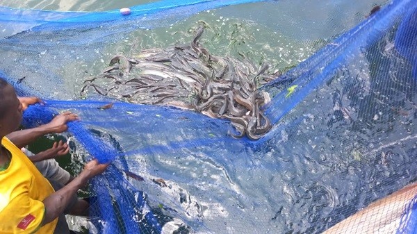 Mamou : Le groupement des pisciculteurs de Tolo formés par l’ONFPP lance les activités de pêche dans les étangs