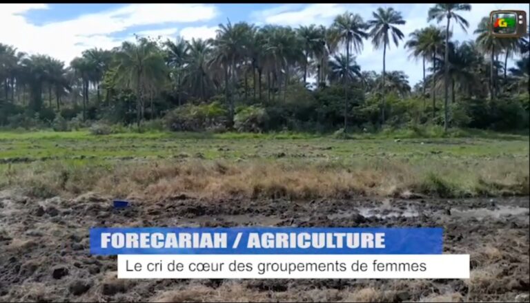 Forécariah / Agriculture : Le cri de cœur des groupements de femmes