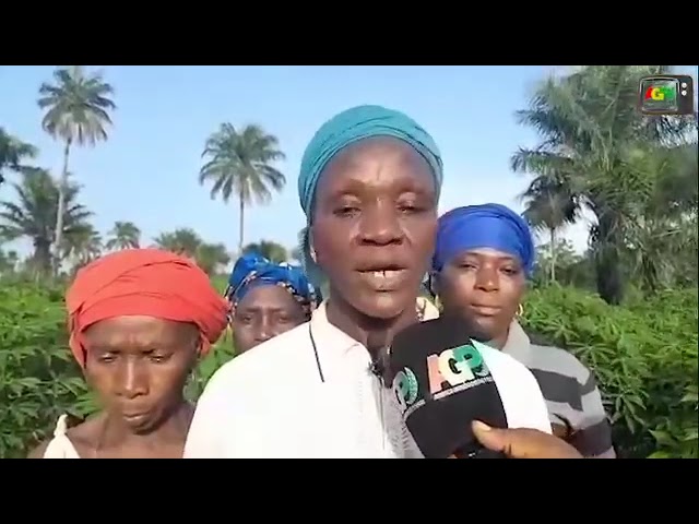 Forécariah / Monde rural : Les hectares de champs de manioc mis en valeur par le groupement Toumanyah Lanyi