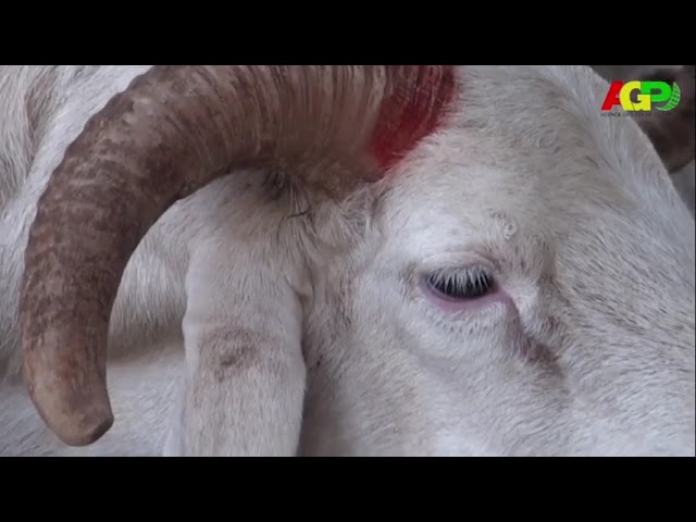 Siguiri / Commerce : les importateurs des petits ruminants racontent les difficultés auxquelles ils sont confrontés