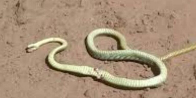 Kindia : Une veuve de 65 ans tuée  par un serpent à Bangouya