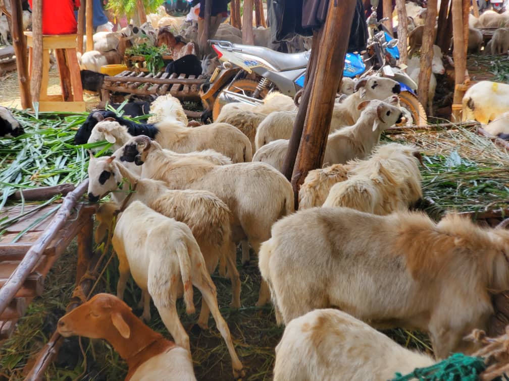 Kindia : La flambée du prix des moutons inquiète à l’approche de la Tabaski