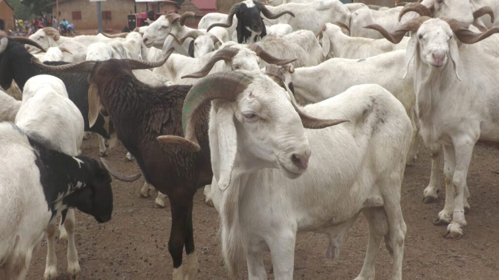 Kankan-Tabaski :  Le prix du mouton jugé exorbitant par les citoyens