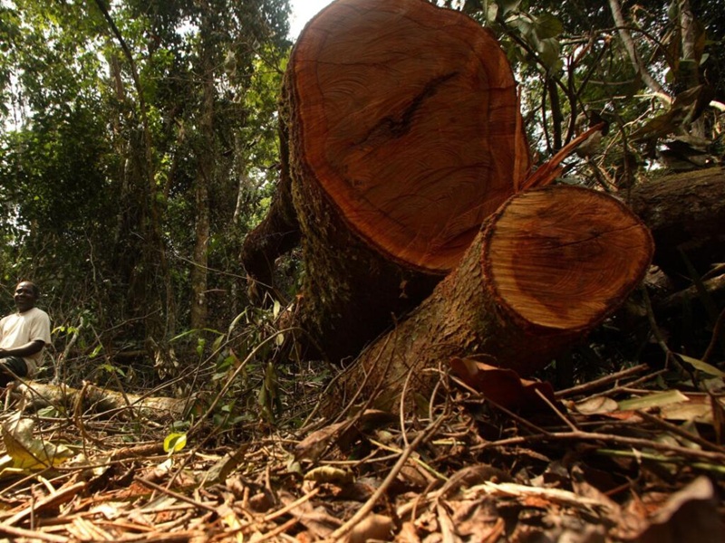 Kindia/Environnement: Accélération de la déforestation à Bangouya