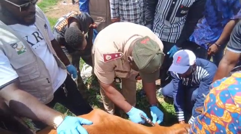 Beyla: Coup d&rsquo;envoi de la campagne de vaccination contre la péripneumonie contagieuse bovine