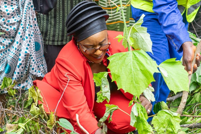 Fria/Environnement: Honorable Marie Yvonne Koumbassa offre 6.000 plants pour le reboisement à Baguinet