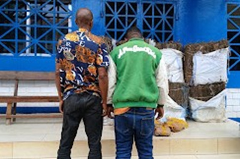 Kindia-Trafic de Drogue: Saisie de 178,5 kg de chanvre indien, deux suspects interpellés