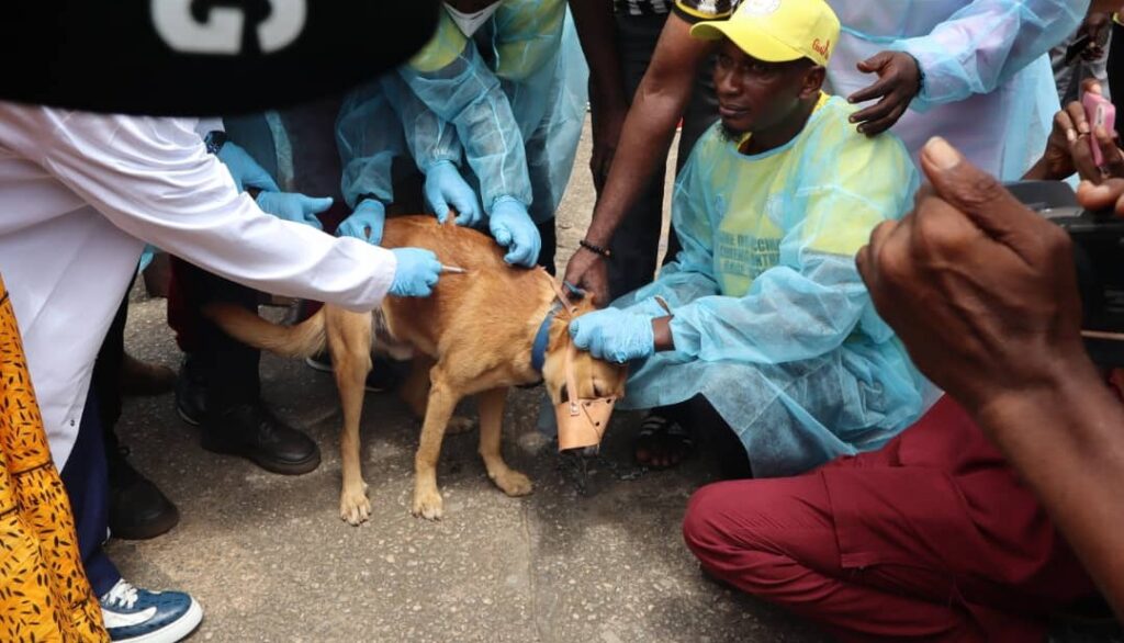 Guinée : Une campagne de vaccination gratuite de 500 000 chiens contre la rage lancée